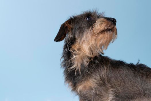 Full body closeup of a bi-colored longhaired  wire-haired Dachshund dog with beard and moustache isolated on blue background