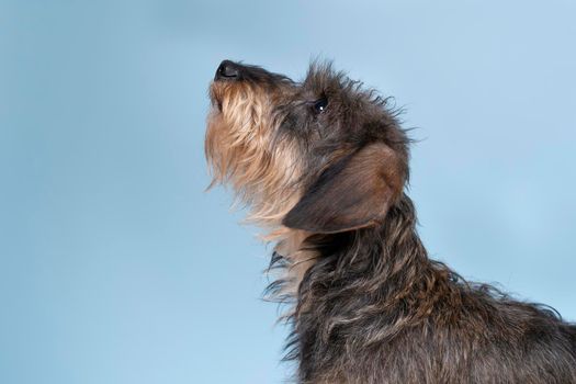 Full body closeup of a bi-colored longhaired  wire-haired Dachshund dog with beard and moustache isolated on blue background