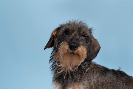 Full body closeup of a bi-colored longhaired  wire-haired Dachshund dog with beard and moustache isolated on blue background