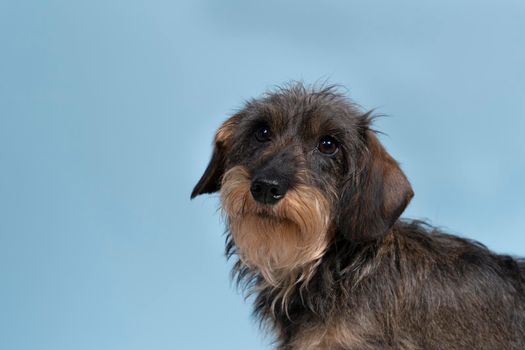 Full body closeup of a bi-colored longhaired  wire-haired Dachshund dog with beard and moustache isolated on blue background