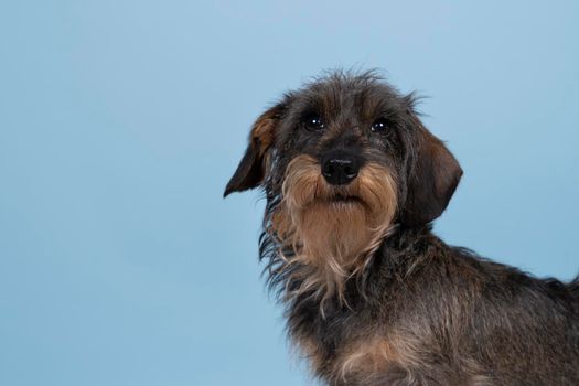 Full body closeup of a bi-colored longhaired  wire-haired Dachshund dog with beard and moustache isolated on blue background