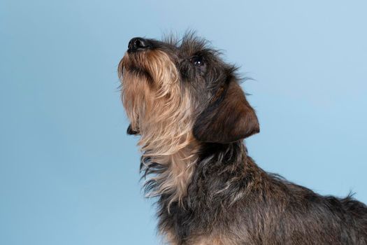 Full body closeup of a bi-colored longhaired  wire-haired Dachshund dog with beard and moustache isolated on blue background