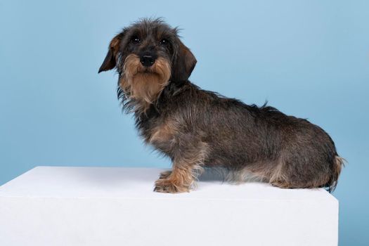 Full body closeup of a bi-colored longhaired  wire-haired Dachshund dog with beard and moustache isolated on blue background