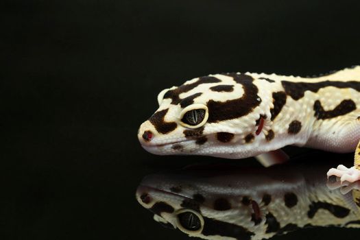 Black and ivory Leopard gecko lizard with blue grey  eyes  with a reflection on  black background