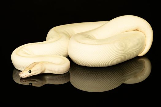 Close-up of a ivory buttermorph ballpython adult full body lying on a black background with a reflection