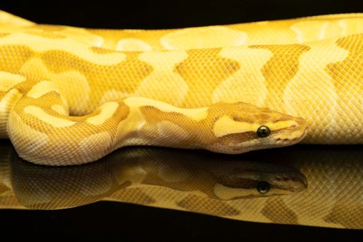 Close-up of a brown, green and yellow buttermorph ballpython adult full body lying on a black background with a reflection