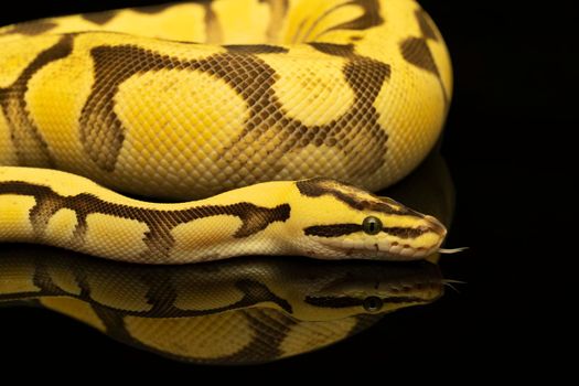 Close-up of a brown, green and yellow buttermorph ballpython adult full body lying on a black background with a reflection