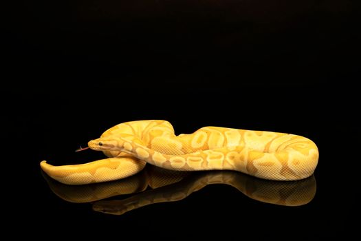 Close-up of a brown, green and yellow buttermorph ballpython adult full body lying on a black background with a reflection