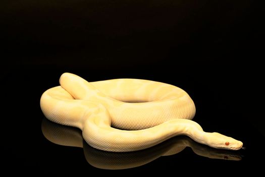 Close-up of a yellow and ivory buttermorph ballpython adult full body lying on a black background with a reflection