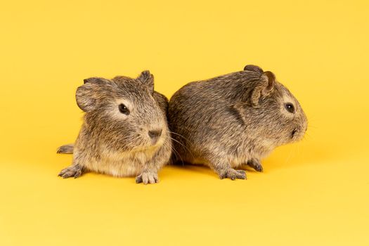 Two cute grey young guinea pigs next to eachother on a yellow background