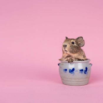 A cute small baby guinea pig sitting in a cologne earthenware pot on pink coloured background