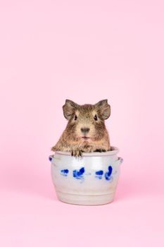 A cute small baby guinea pig sitting in a cologne earthenware pot on pink coloured background