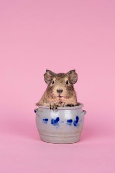 A cute small baby guinea pig sitting in a cologne earthenware pot on pink coloured background