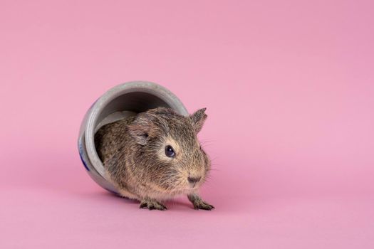 A cute small baby guinea pig sitting in a cologne earthenware pot on pink coloured background
