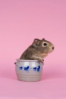 A cute small baby guinea pig sitting in a cologne earthenware pot on pink coloured background