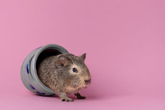 A cute small baby guinea pig sitting in a cologne earthenware pot on pink coloured background