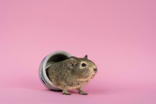 A cute small baby guinea pig sitting in a cologne earthenware pot on pink coloured background