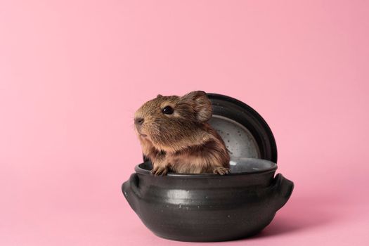 A cute small baby guinea pig sitting in a back earthenware casserole pot on pink coloured background