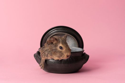 A cute small baby guinea pig sitting in a back earthenware casserole pot on pink coloured background