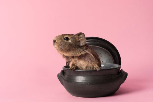 A cute small baby guinea pig sitting in a back earthenware casserole pot on pink coloured background