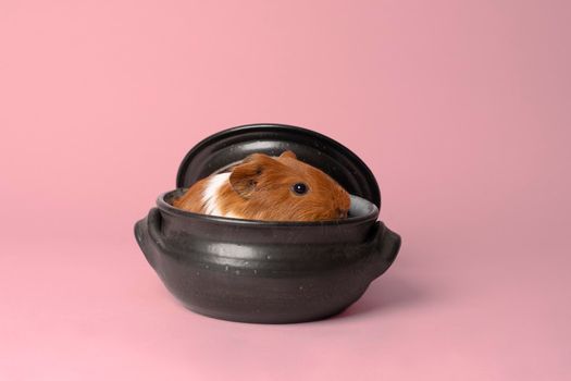 A cute small baby guinea pig sitting in a back earthenware casserole pot on pink coloured background