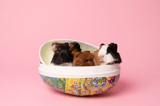 Three cute young guinea pigs sitting in a paper egg box on  pink background