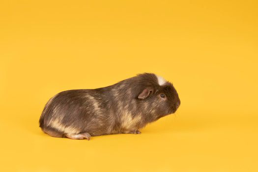 Portrait of a Brown and yellow adult guinea pig seen from the side in a yellow background