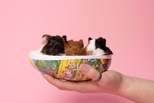 Three cute young guinea pigs sitting in a paper egg box held by a human hand on  pink background