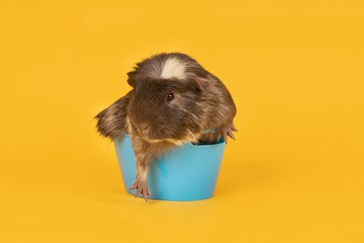 portrait of Brown and yellow adult guinea pig sitting in a tiny blue bath in a yellow background