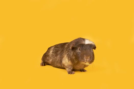 Portrait of a Brown and yellow adult guinea pig seen from the front in a yellow background looking at the camera