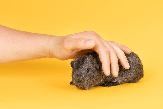 Portrait of a Little grey adult guinea pig being pet by a human hand in a yellow background