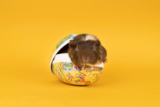 Portrait of a Brown and yellow adult guinea pig sitting in an egg shaped box with easter decorations in a yellow background