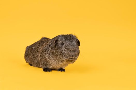 Portrait of a Little grey adult guinea pig in a yellow background