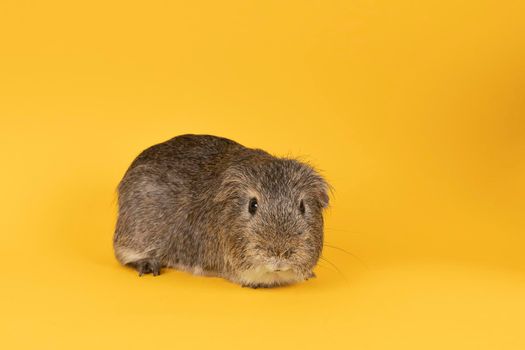 Portrait of a Little grey adult guinea pig in a yellow background