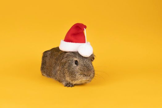 Portrait of a Little grey adult guinea pig wearing a christmas hat looking like santa claus in a yellow background