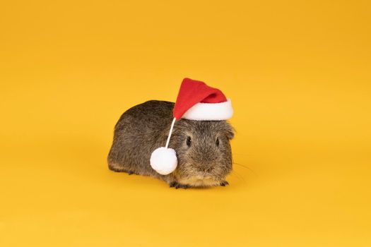 Portrait of a Little grey adult guinea pig wearing a christmas hat looking like santa claus in a yellow background