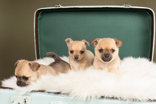 Three cute little Chihuahua puppies side to side on a white fur in a green suitcase with a green background