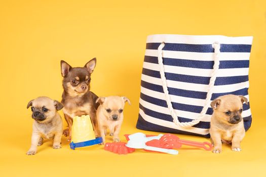 Funny scene with mother chihuahua and three puppies on an day out at the beach with a bag and beach toys