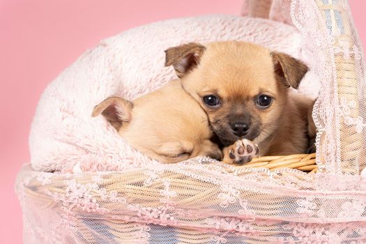Two cute little Chihuahua puppies sleeping on a pink fur in a pink lace basket with pink background