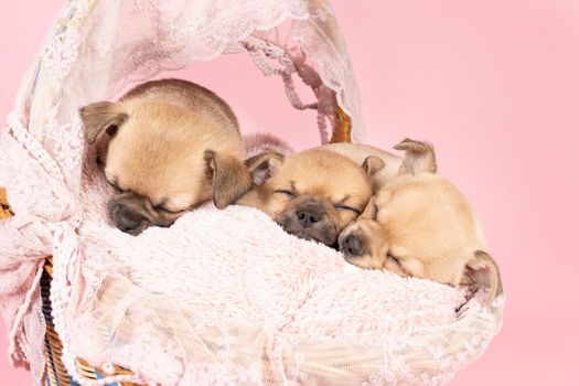 Three cute little Chihuahua puppies sleeping on a pink fur in a pink lace basket with pink background