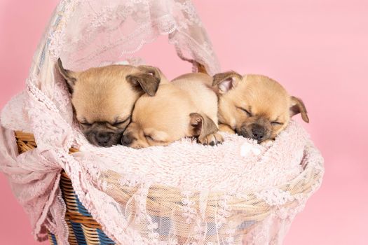 Three cute little Chihuahua puppies sleeping on a pink fur in a pink lace basket with pink background