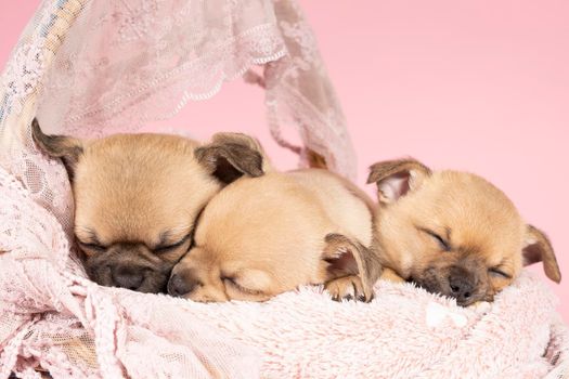 Three cute little Chihuahua puppies sleeping on a pink fur in a pink lace basket with pink background