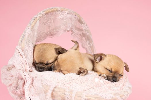 Three cute little Chihuahua puppies sleeping on a pink fur in a pink lace basket with pink background