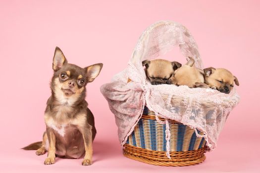 Proud chihuahua mother next to a basket with lace with her three puppies in a pink background