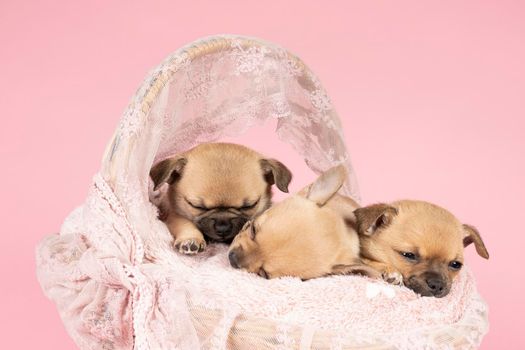 Three cute little Chihuahua puppies sleeping on a pink fur in a pink lace basket with pink background