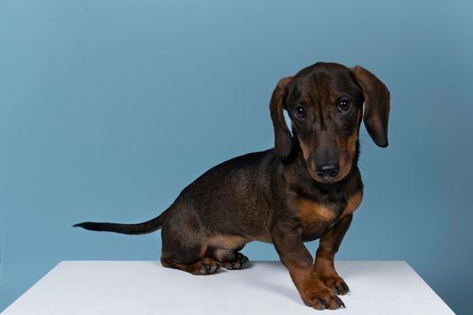 Closeup of a bi-colored wire-haired Dachshund dog isolated on a blue background