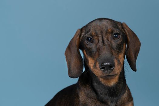 Closeup of a bi-colored wire-haired Dachshund dog isolated on a blue background