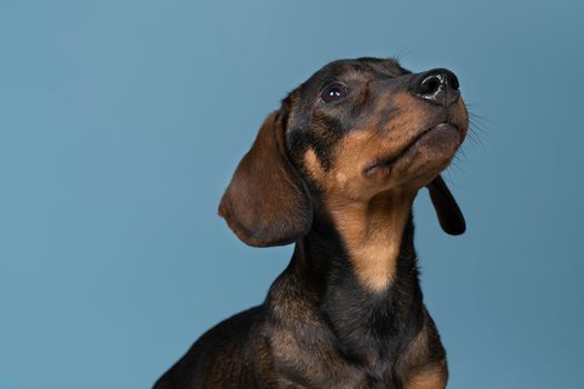 Closeup of a bi-colored wire-haired Dachshund dog isolated on a blue background