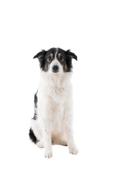 A Black and white Australian Shepherd dog sitting isolated in white background  looking at the camera