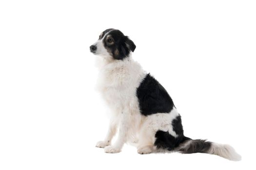 A Black and white Australian Shepherd dog sitting isolated in white background  looking aside